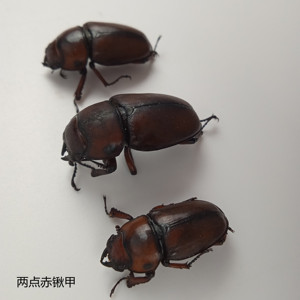 两点赤锹甲(母虫)湿虫 昆虫标本 产 地湖北 125