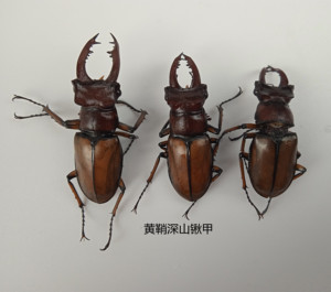 黄鞘深山锹甲 lucanus latus arrow 昆虫标本 3/4厘米产地云南109