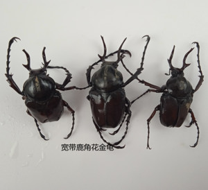 宽带鹿角花金龟 dicranocephalus adamsi昆虫标本 产地河南 108