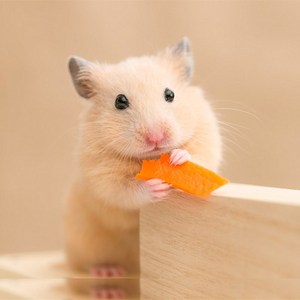 小仓鼠活物加笼子已打疫苗布丁银狐金丝熊活体一对情侣好养包活