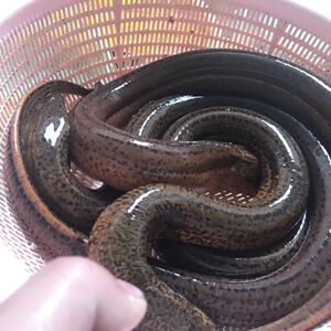 正宗土黄鳝鱼农村野外稻田土长鱼盘鳝蟠龙食用水产活体发货500g