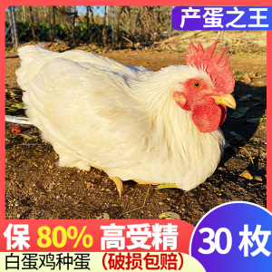 白蛋鸡种蛋受精蛋可孵化小鸡活苗海兰白灰京白罗曼粉来航土鸡蛋苗