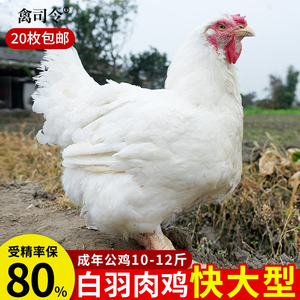 快大型土鸡817种蛋受精蛋可孵化纯种白羽肉鸡种蛋受精可孵化小鸡