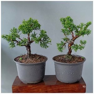 日本宫阪系鱼川真柏盆景老桩苗热销五针松大阪微小品盆栽园艺绿植