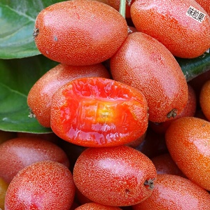 羊奶果 云南新鲜野生纯酸水果青果牛奶果胡秃子牛虱子果酸酸果子