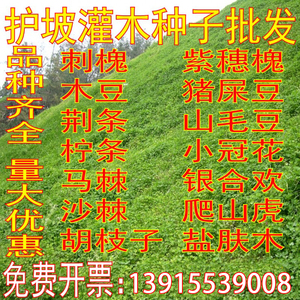 护坡灌木种子紫穗槐刺槐马棘多花木兰车桑子木豆猪屎豆胡枝子花种
