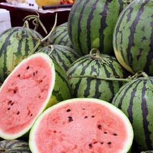京欣二号西瓜种子 甜度高好吃好种可阳台盆栽庭院种植水果种籽