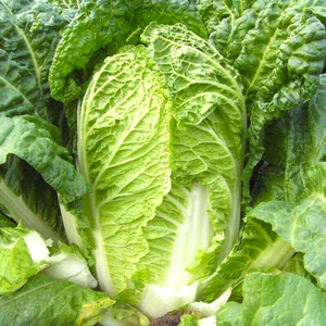 苏北农家包心大白菜新鲜娃娃菜青菜小白菜时令蔬菜5现挖顺丰10斤