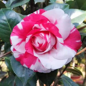 吉普赛女郎茶花