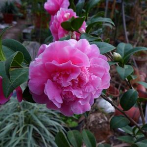 黛比 新西兰冠军 名贵进口云杂怒杂品种茶花阳台窗台庭院绿植花卉