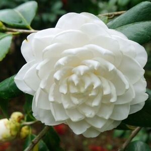 浪人小柒淘宝东方亮名贵白山茶花树苗盆栽纯白色水晶白耐活好养庭院