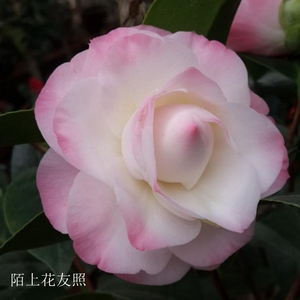 美琳达康寿桃福建龙岩名贵品种茶花苗粉色重瓣中型花庭院花卉绿植