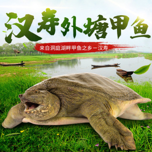 【水鱼甲鱼野生5斤】水鱼甲鱼野生5斤品牌,价格 - 阿里巴巴