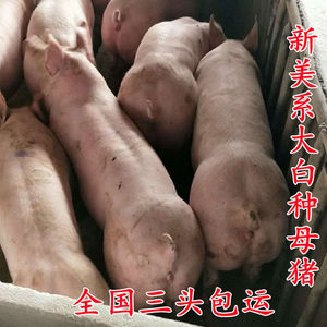 新美系纯种大白长白高产后备母猪原种苏太一代太湖杜洛克种公猪