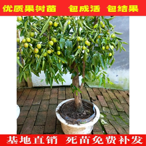 椰枣树苗南北方地栽盆栽 冬枣苗枣树树苗肉脆水多糖份高 当年结果