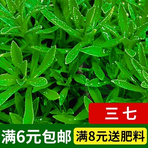 景天三七养心菜种子四季种籽救心菜费菜籽盆栽阳台野菜蔬菜种子