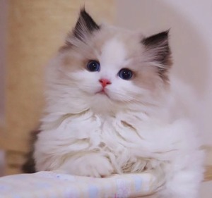 纯种布偶猫幼猫蓝双海双色长毛布偶幼崽蓝眼睛波斯系活物宠物猫咪