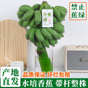 水培植物香蕉禁止蕉绿办公室桌面绿植香蕉树盆栽水果可食用插花