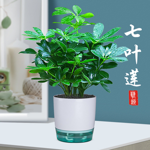 七叶莲盆栽招财室内鸭脚木盆景客厅八方来财四季常青绿植桌面植物