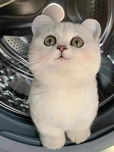 南京无锡上海猫舍英短银渐层金渐层猫活体英国短毛猫宠物猫可上门