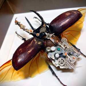 南洋大兜机械甲虫 蒸汽朋克甲虫标本 顺丰包邮 个性礼品生日礼物