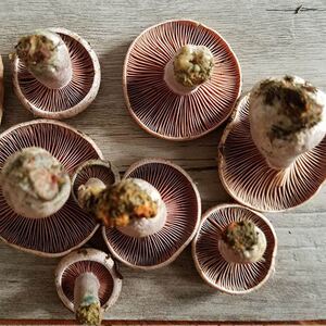 湖南湘西乌枞菌新鲜菌种三九菇寒菌野生菌菇松树菌铜绿蘑枞树菌