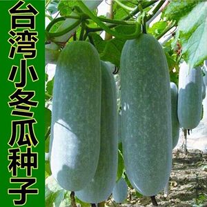 台湾早熟小冬瓜实心小冬瓜种微型迷你小冬瓜蔬菜种子粉皮冬瓜籽