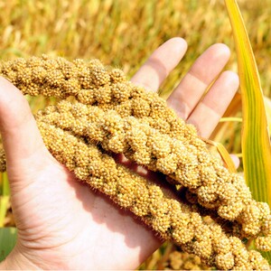 书香小米谷子红谷子种籽小香米旱稻谷种子香糯高产大田农家自种孑