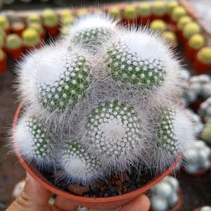 仙人球掌超大群生多头荧光锦小多肉绿植物盆栽室内防辐射特价包邮