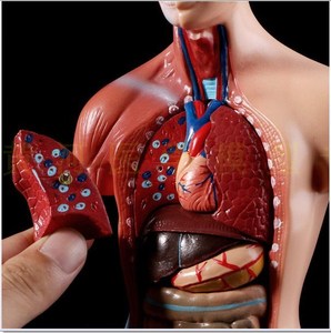 3放大仿真可拆假人肝脏人体解刨模型模具硅胶医用医生心脏道具分