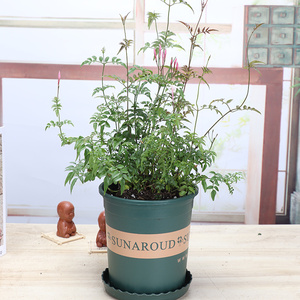 素馨花苗素馨花盆栽阳台庭院花卉多年生木本芳香植物攀援爬藤包邮