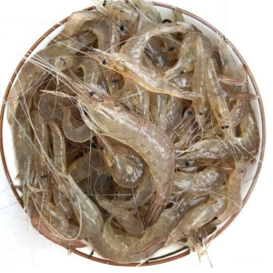 【小河虾活虾】小河虾活虾品牌,价格 - 阿里巴巴