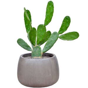 红花胭脂掌仙人掌米邦塔仙人柱盆c栽大型植物室内开花仙人掌类植