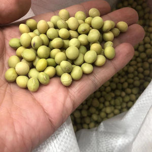 鲜食大粒毛豆种子早熟大荚青毛豆籽大青豆种黄豆大豆种籽菜豆春季