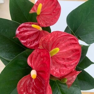 室内一帆风顺盆栽四季粉掌植物常青鸿运花卉红掌好养花卉当头大叶