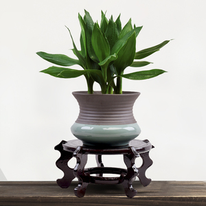 【土培观音竹】土培观音竹品牌,价格 - 阿里巴巴