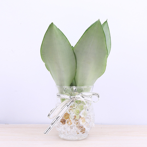 水培白玉兰植物盆栽虎皮兰室内绿植花卉客厅办公室除甲醛净化空气