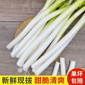 5斤包邮山东威海特产农产品新鲜蔬菜洋葱 带叶圆葱生吃大葱小葱