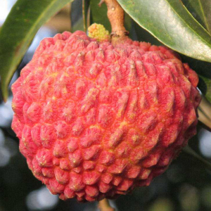 882.1012.4710.002.80同款货源品味美包淘宝海南荔枝王大超大荔