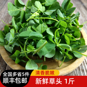 新鲜草头500g 上海本地农家三叶菜 新鲜蔬菜金花菜苜蓿草本地草头