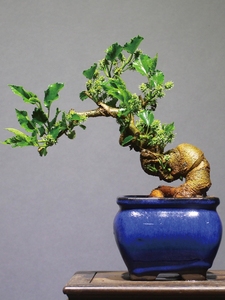 台湾小叶果桑老桩盆景开花结果绿植盆栽四季果桑桑树小品植物桑葚