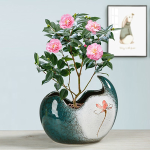 水培植物专用盆水植物盆器玉坠多肉花盆微景观大号大盆大口t径透