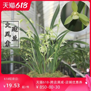 兰花苗剑兰四季兰浓香素心大凤素夏带花苞室内外好养包活绿植盆栽
