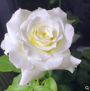 保罗二世 超新白色切花大花品种 教宗灌木浓香月季超大苗