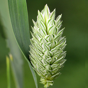 庭院观赏草宝石草种子四季播种多年生草种籽易活耐寒庭院花种籽子