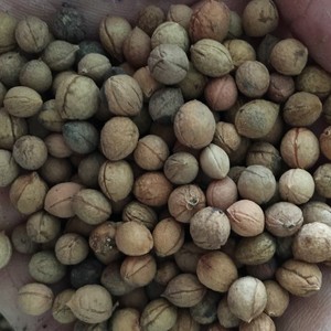 钙果种子新采钙果苗树苗种子欧李种子李子树果树补钙之星绿化包邮