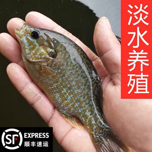 蓝鳃太阳鱼苗太阳鱼鱼苗杂交金边淡水鱼塘养殖小型原生观赏活体