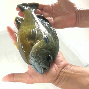 蓝鳃太阳鱼苗太阳鱼鱼苗凶猛原生鱼金边杂交冷水鱼观赏鱼活体淡水