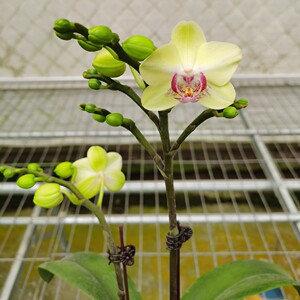 蝴蝶兰绿熊带花苞花剑兰花苗盆栽花卉室内长寿花四季鲜花花期长