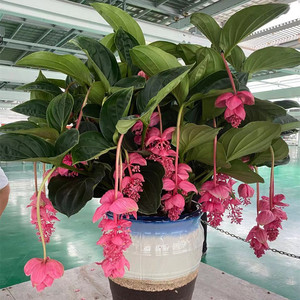 进口宝莲灯花卉大苗盆栽室内客厅高档植物带花苞观赏盆景四季好养